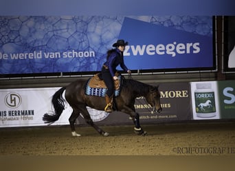 American Quarter Horse, Klacz, 6 lat, Ciemnokasztanowata