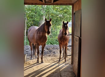 American Quarter Horse, Klacz, 6 lat, Ciemnokasztanowata