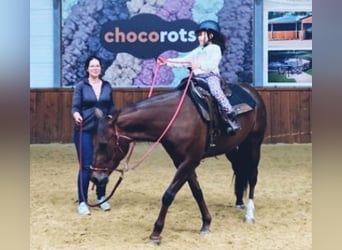 American Quarter Horse, Klacz, 6 lat, Ciemnokasztanowata
