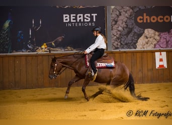 American Quarter Horse, Klacz, 6 lat, Ciemnokasztanowata