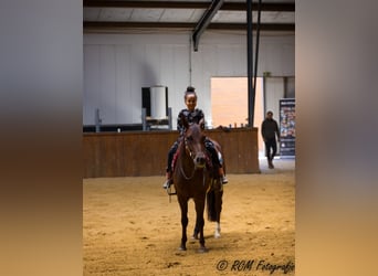 American Quarter Horse, Klacz, 6 lat, Ciemnokasztanowata