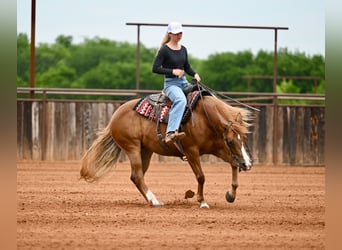 American Quarter Horse, Klacz, 6 lat, Cisawa