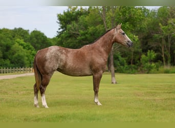 American Quarter Horse, Klacz, 6 lat, Cisawa
