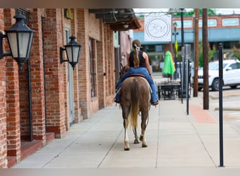 American Quarter Horse, Klacz, 6 lat, Cisawa