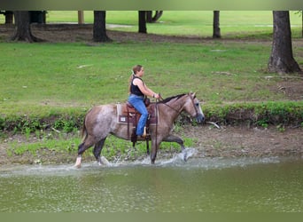 American Quarter Horse, Klacz, 6 lat, Cisawa