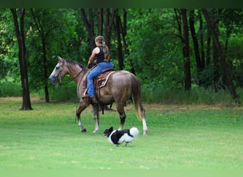 American Quarter Horse, Klacz, 6 lat, Cisawa
