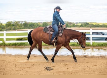 American Quarter Horse, Klacz, 6 lat, Gniada