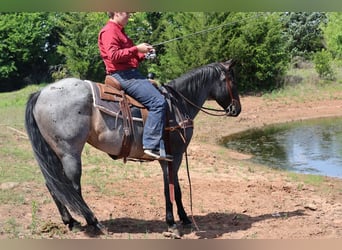 American Quarter Horse, Klacz, 6 lat, Gniadodereszowata