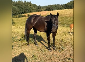 American Quarter Horse, Klacz, 6 lat, Kara