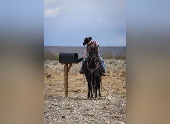 American Quarter Horse, Klacz, 6 lat, Kara