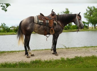 American Quarter Horse, Klacz, 6 lat, Siwa