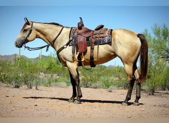 American Quarter Horse, Klacz, 6 lat