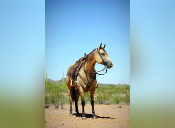 American Quarter Horse, Klacz, 6 lat