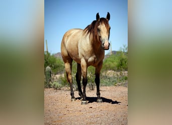 American Quarter Horse, Klacz, 6 lat