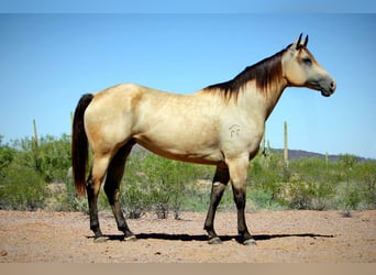 American Quarter Horse, Klacz, 6 lat