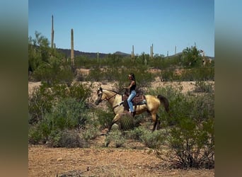 American Quarter Horse, Klacz, 6 lat