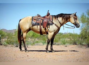 American Quarter Horse, Klacz, 6 lat