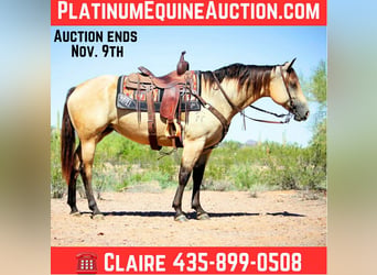 American Quarter Horse, Klacz, 6 lat