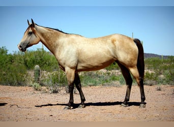 American Quarter Horse, Klacz, 6 lat