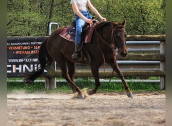 American Quarter Horse, Klacz, 7 lat, 138 cm, Ciemnokasztanowata