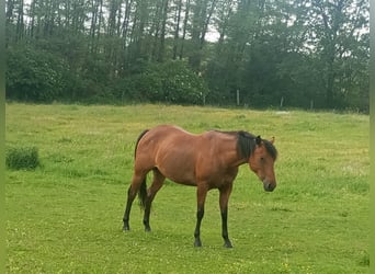 American Quarter Horse, Klacz, 7 lat, 140 cm, Gniada