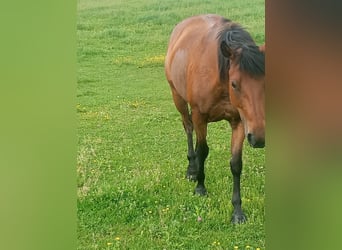 American Quarter Horse, Klacz, 7 lat, 140 cm, Gniada