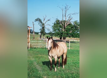 American Quarter Horse, Klacz, 7 lat, 140 cm, Jelenia