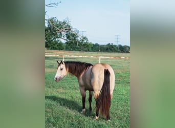 American Quarter Horse, Klacz, 7 lat, 140 cm, Jelenia