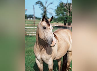American Quarter Horse, Klacz, 7 lat, 140 cm, Jelenia