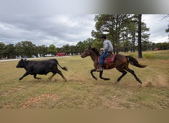 American Quarter Horse, Klacz, 7 lat, 142 cm, Gniada