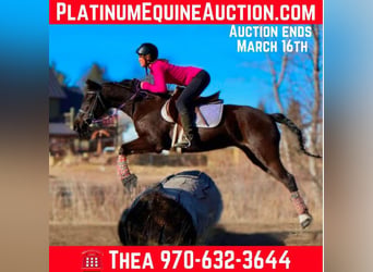 American Quarter Horse, Klacz, 7 lat, 142 cm, Kara