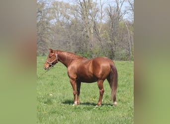 American Quarter Horse, Klacz, 7 lat, 145 cm, Cisawa