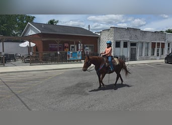 American Quarter Horse, Klacz, 7 lat, 145 cm, Cisawa