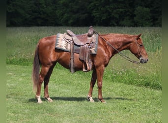 American Quarter Horse, Klacz, 7 lat, 145 cm, Cisawa