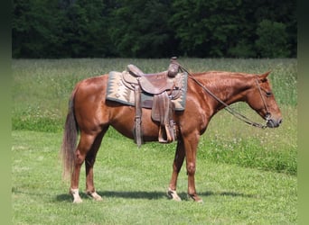American Quarter Horse, Klacz, 7 lat, 145 cm, Cisawa
