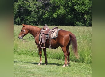 American Quarter Horse, Klacz, 7 lat, 145 cm, Cisawa