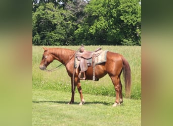 American Quarter Horse, Klacz, 7 lat, 145 cm, Cisawa