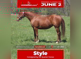 American Quarter Horse, Klacz, 7 lat, 145 cm, Cisawa