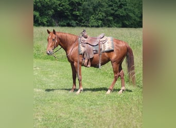 American Quarter Horse, Klacz, 7 lat, 145 cm, Cisawa