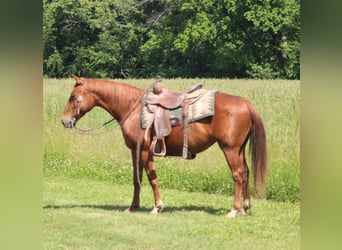 American Quarter Horse, Klacz, 7 lat, 145 cm, Cisawa