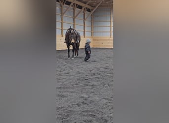 American Quarter Horse, Klacz, 7 lat, 145 cm, Jelenia
