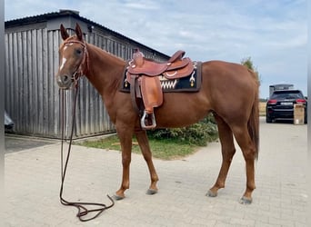 American Quarter Horse, Klacz, 7 lat, 145 cm, Kasztanowata