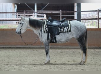 American Quarter Horse, Klacz, 7 lat, 145 cm, Siwa jabłkowita