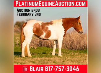 American Quarter Horse, Klacz, 7 lat, 145 cm, Tobiano wszelkich maści