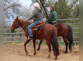 American Quarter Horse, Klacz, 7 lat, 146 cm, Kasztanowata
