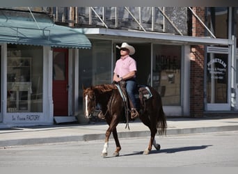 American Quarter Horse, Klacz, 7 lat, 147 cm, Cisawa