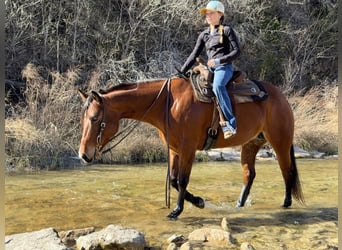 American Quarter Horse, Klacz, 7 lat, 147 cm, Gniada