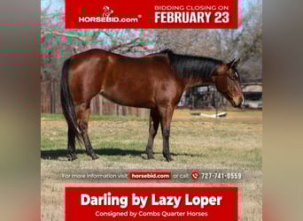 American Quarter Horse, Klacz, 7 lat, 147 cm, Gniada