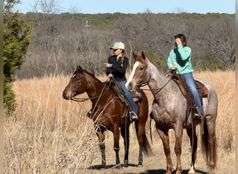 American Quarter Horse, Klacz, 7 lat, 147 cm, Gniada