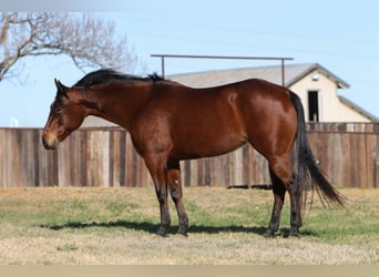 American Quarter Horse, Klacz, 7 lat, 147 cm, Gniada